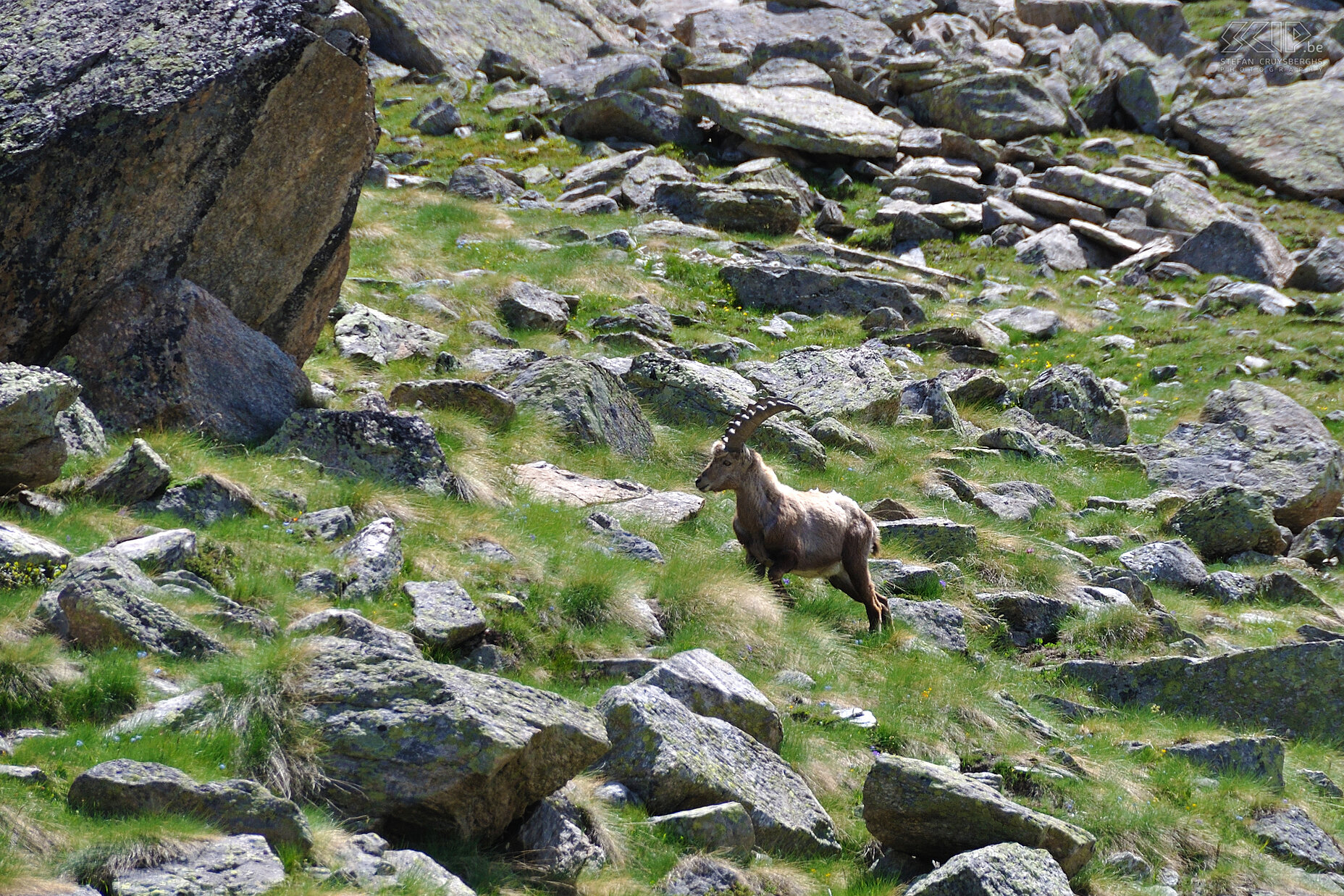 Van Pont naar Rif. Vittorio Emanuele II - Steenbok Op dag 4 staat slechts een korte tocht (4u) op het programma vanuit de vallei naar Rifugio Vittorio Emanuele II. Onderweg komen we eindelijk een steenbok (Capra ibex) tegen.  Stefan Cruysberghs